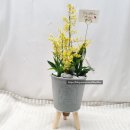 달성군구지면징리보건진료소 | 구지꽃집 라벤다플라워에서 추천하는 초콜릿 향이 나는 환타지아~♡