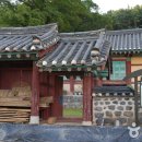 홍산향교 은행나무 이미지