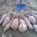 종신농장 이미지