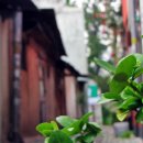 장미여인숙 이미지