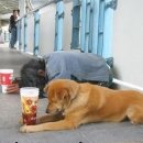 개팔자상팔자 이미지