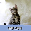 헤어스핑스