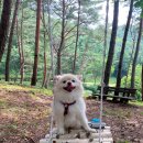 댕댕이 숲 이미지