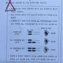 25 md 27번 초파리 눈 모양 이미지