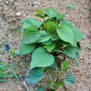 철랑농장 이미지