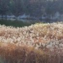 대청밧데리 이미지