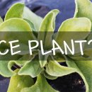 메디플랜트 이미지