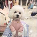 제니스펫 이미지