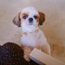 무무플라워 이미지