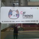 강남 고양이 분양 캣프렌즈 이미지