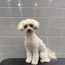 #grooming | 수원 인계동 애견미용 봄강아지 말티푸 가위컷 스포팅 미용