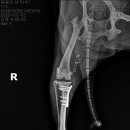 금빛동물병원 이미지