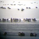 칠보산오리 이미지