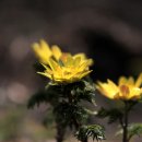 들꽃이야기 이미지