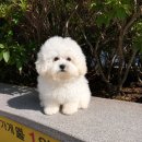 데일리독 네이버블로그