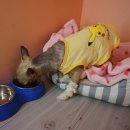 은봉애견 이미지