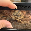 애니멀샵 | [남양주 진건읍 애니멀리움] 육지 거북이, 파충류, 비바리움, 햄스터 등 희귀동물 분양샵 다녀왔어요 :)