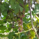 주공농장 이미지