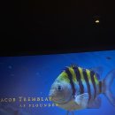 인어다방 이미지