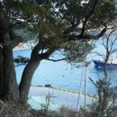 나무숲소 이미지