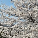 서울슈퍼 | 4월 5일 서울 경마장 벚꽃축제 후기 (by 슈퍼 토스카나)