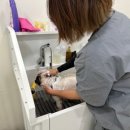 멍뭉이 쌀롱 이미지