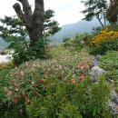 원주굽이길 4코스 꽃양귀비길 이미지