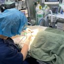 해든고양이병원 이미지