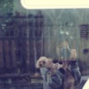 웰리스클리닉동물병원 이미지