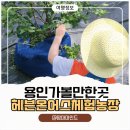 종일농장 | 용인 아이랑 가볼만한곳 추천! 헤븐온어스 블루베리 체험농장에서 하루 종일 신나게 놀았어요