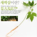 새싹삼 건강에 좋은 황룡새싹인삼 구매 후기