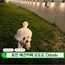 퇴근 | 포천애견카페 오도도 후기 ｜퇴근 후 강아지와 가기 좋았던 곳