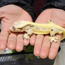 안양유지사료 | 🦎✨# 안양 이색 체험 크레스티드 게코 파충류샵 방문 후기 (도마뱀 분양, 모프 종류)