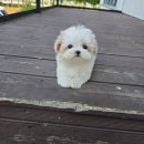 동행헬스케어 | 김해말티푸분양 헬스독 창원점에서 만난 내 인생의 반려견 리얼 후기