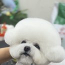 애견미용실 바비펫 이미지
