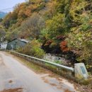 설곡천 | 가평 설곡리 단풍소교 주변의 단풍 vs 설곡천-국립산음자연휴양림의 임도 주변 단풍은 설악산 단풍과...