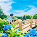 혼인지 | 제주도 혼인지 후기 제주수국 제주수국명소