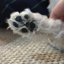 댕댕이네 | [펫케어솝 엘피스겔 알파] 강아지 발바닥 보습제 발사탕 댕댕이 후기