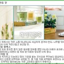 웰빙인테리어 Daum카페