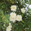 흰목향장미 이스라지 무늬삼색병꽃 이미지