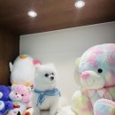 늘봄 그루밍 이미지