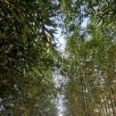 초전공원 이미지