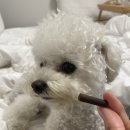 보보스리 | 강아지 훈련용 간식까지 가능한 활용도 만능 애견 덴탈껌