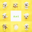 헬로우 독 이미지