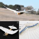 비둘기모사 이미지