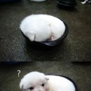 한뚝배기 이미지