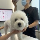분당 피엘 동물피부클리닉 이미지