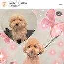 도그비앤비 이미지