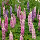 루피너스 (Lupine) 기르기 이미지