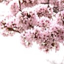4월 이미지12 + 봄시2:새하얀 배꽃물결,꽃구름 속에 이미지